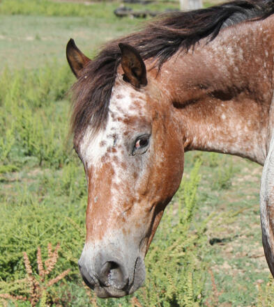 Cheyenne